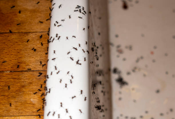 Best Wasp Removal Services  in Buena, NJ