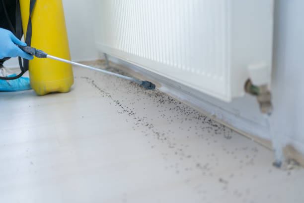 Best Termite Control Services  in Buena, NJ
